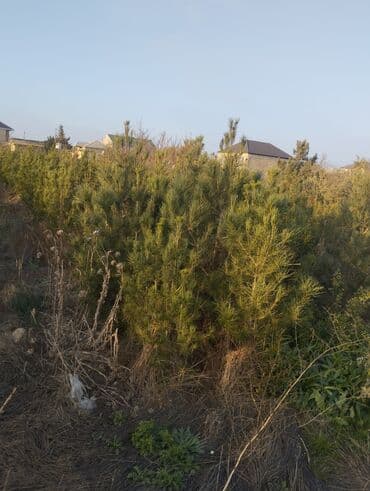 Bıçaqlar: Şam ağacı fidanları - Növ: Şam (iynəyarpaq, həmişəyaşıl) - Təyinat — 9