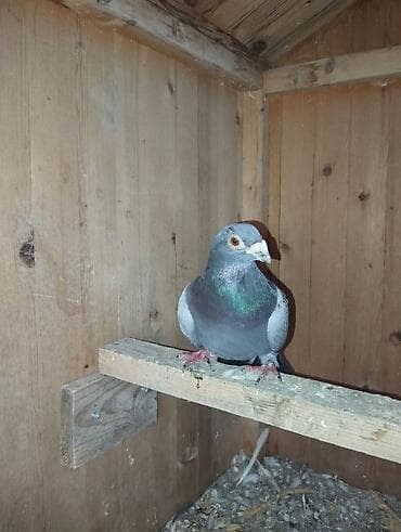 bulbul quşu: Xirda dimdik drakon erkey cin kimi — 1