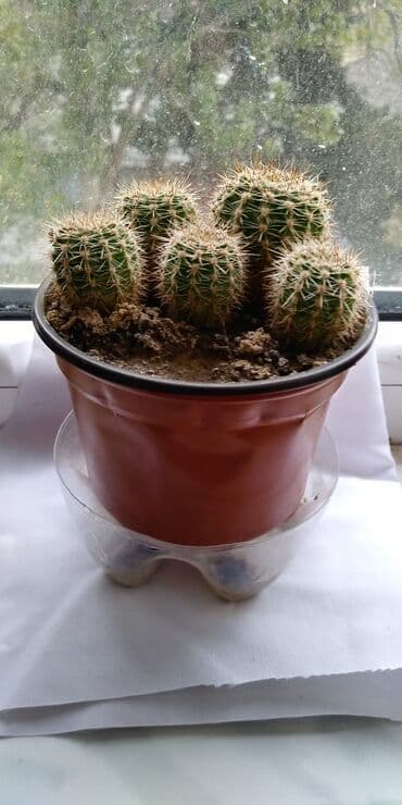 limon duzu qiymeti: Otaq bitkiləri — 3