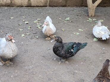 qurbanliq qoyun qiymetleri: Alman cinsi lal ördəklər ağır çəki verən cinsdir. Krasnadar lavanda — 1