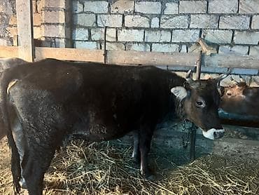 sud veren keci: Dişi, il: 2, Südlük, Ünvandan götürmə — 5