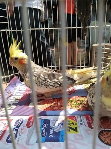 ev quşları haqqında: Tutuqusu əl quşu — 2