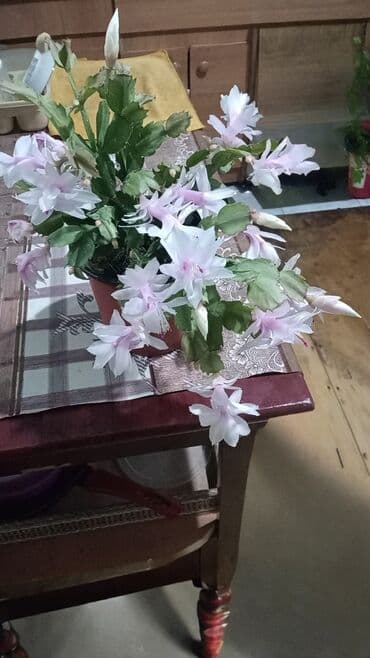 Ziqokaktus (Schlumbergera) – açıq çəhrayı-ağ rəngli, çoxsaylı zərif