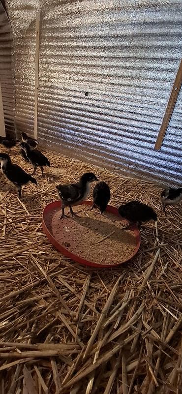 Индюшки: Təmiz qan Alman Astroloq (uzunquyruq) 20 günlük cücələri — 2