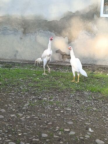 lalafo az heyvanlar: Ağ rəngli yerli toyuqlar – uzunsov bədənli, hündür ayaqlı, aktiv və — 5