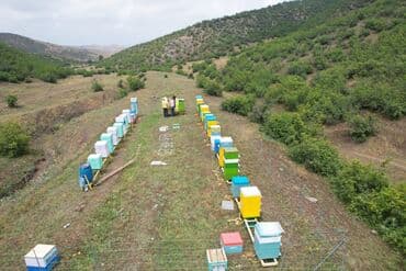 продается мед: Elf bee's 1977 eco product for health and longevity tovuzun — 12