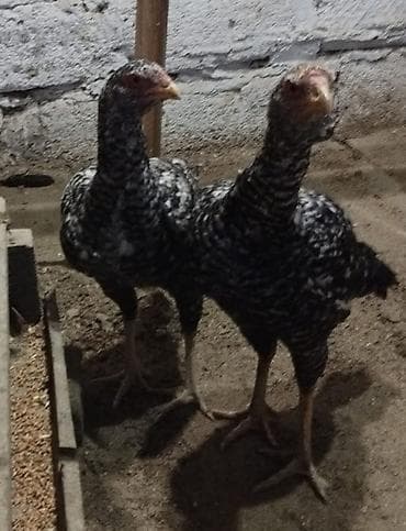 ev iti satilir: Toyuq, Damazlıq, Ünvandan götürmə — 3