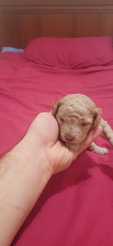 где купить собаку в баку: Пудель, Самка, С прививками, Платная доставка — 3
