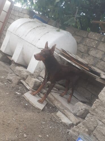 доберман купить: Doberman, 2 ay, Erkek, Ünvandan götürmə — 3
