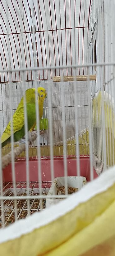 cex qus: Oz quslarımdı tam saglamdilar, hər şey üstundə verilir — 2