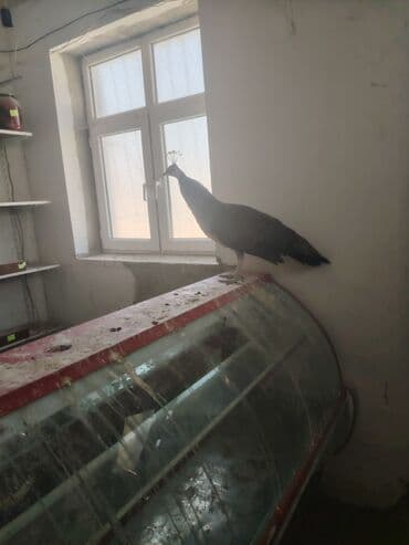 Daraq panellər: Tovuz quşu Ana 4 bala — 4