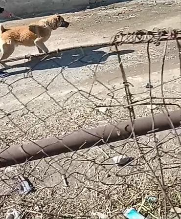 Yerli itdi heyvanla gəzir döyüşür şərait cəhətdən satılır