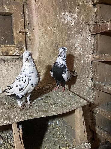 şirin it sekilleri: Tam sağlam heyvanlardı,istəyən əlaqə saxlaya bilər — 3