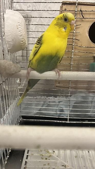 papuqay yuvası: Budaqlar (dalmatin) dalğalı tutuquşu cütü və komplekt qəfəs dəsti — 1