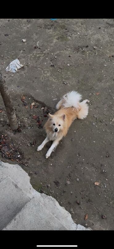 BYD: Zvanok həyət iti erkəy qiyməti — 2