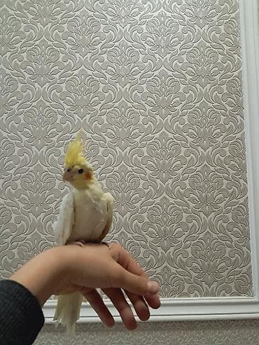 Növbənazik (nimfa/kokatil) tutuquşu - Rəng: açıq krem-ağ tonlarda