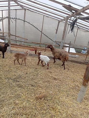 inek bala: Dişi, Qala, il: 1, 50 kq, Damazlıq, Ünvandan götürmə — 1