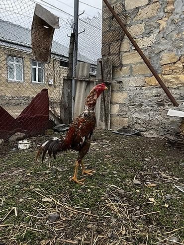 cuce ve xoruz temsil: May çolasıdı cinsi qanı qəşəydi qəşəy mamız atır göy ayaxdı probu var — 1