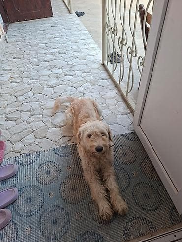 tap.az it satisi: Pudel, 2 il, Erkək, Peyvəndli, Ünvandan götürmə — 3