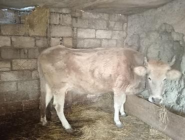 sud mawini: Inək qısırdı 200 kq ya yaxın əti var — 4