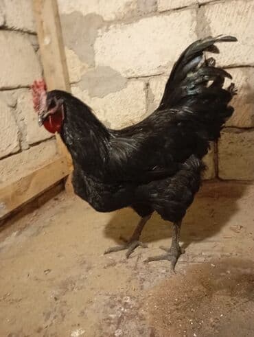 6 ayliq ayılıb xoruzduq edir