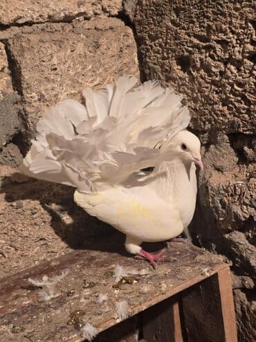 goyercin satışı: Ağ rəngli fantail göyərçin - Növ: Fantail (yelpik quyruqlu dekorativ — 5