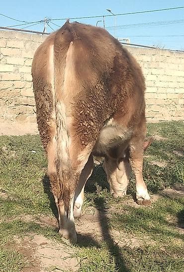 cins dana: Dana, buzov, Dişi, Simental, ay: 11, 300 kq, Damazlıq, Südlük, Ətlik, Ünvandan götürmə — 2