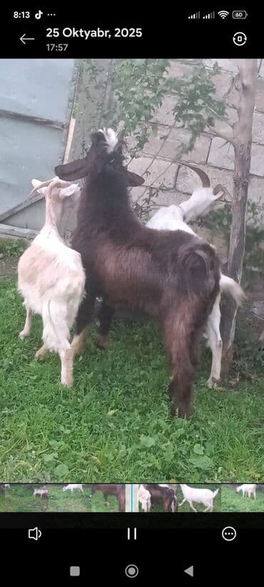 sort keciler: Məhsul: Qoyun-keçi təsərrüfatı üçün keçilər Təsvir: - Şəkillərdə 3 — 4