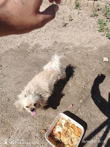 heyvan: Pekines, 1 il, Erkek, Peyvəndli, Ünvandan götürmə, Ödənişli çatdırılma — 3