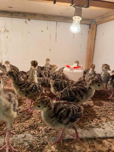 bakida cins ineklerin satisi: Ünvan Saray Sumqayıt Bronz Növ Hinduşka Qiymət 7.5 manat İsdelinen Say — 2