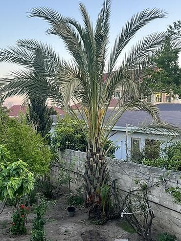 palma ağacı: Dekorativ xurmayı (palma ağacı) 25 ilin agacidir - Növ: xurma/palma — 1