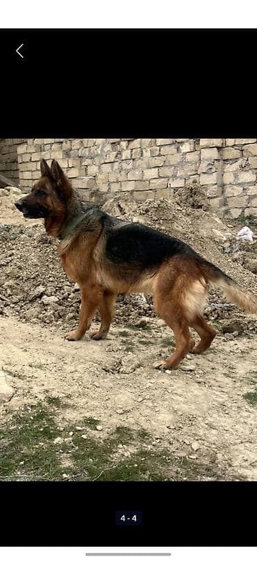 avcarka satisi: Alman çoban iti, 11 ay, Erkek, Peyvəndli, Ünvandan götürmə — 2