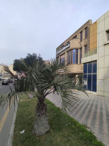 kiraye evler memar ecemi: Heyder eliyev prospektində mərkəzdə, 3 mərtəbəli, obyekt icareye — 1