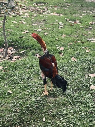 Heyratı xoruz satılır 1 yaş 3 aylıqdı qəşəy viddi heyvandı təcili pul lalafo.az -da Heyratı xoruz satılır 1 yaş 3 aylıqdı qəşəy viddi heyvandı təcili pul