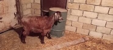 Gəmiricilər: Dişi, Hələb, il: 1, Damazlıq, Ünvandan götürmə — 8