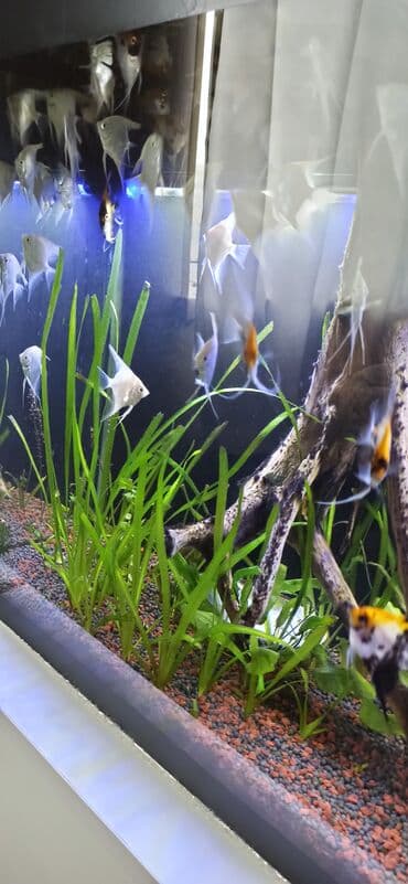 Gəmiricilər: Böyük həcmli akvarium komplekti - Şüşə akvarium: ön və yan tərəfləri — 9