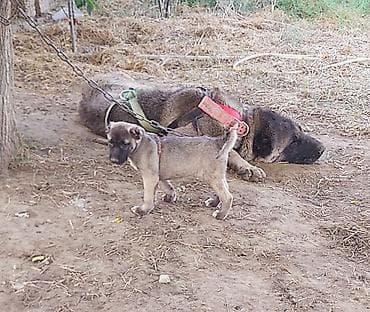 quba heyvan satışı: Dişi, Peyvəndli — 2
