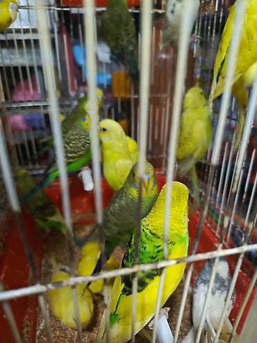 hamster satis: Valnisti papuqay alıram.Mən alıram Topdan satış kimdə Papuqay varsa — 3