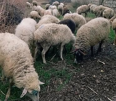 Satış: Qoyun sürüsü - Qoyun cinsi: qarışıq yerli ət-yun istiqamətli -