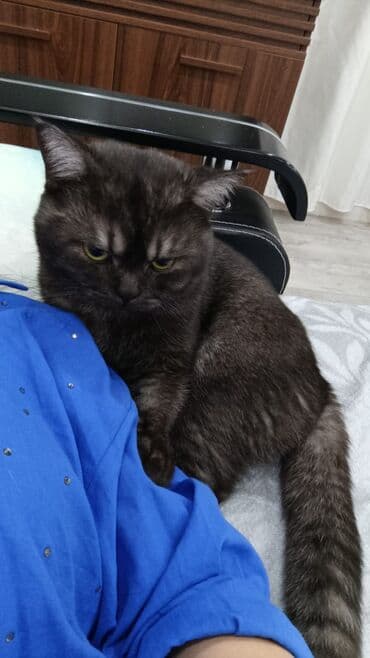 Britan, Yaxşı əllərə