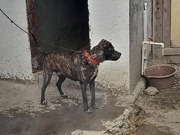 Pitbul, 11 ay, Erkek — 2
