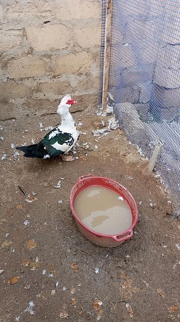 su qabi satisi: Erkək, | Lal ördək, Damazlıq — 3