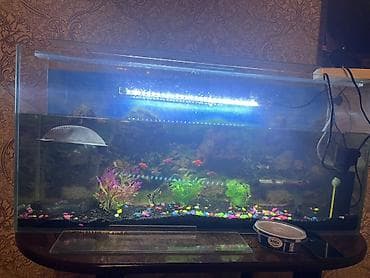 Akvariumlar: Dördbucaq akvarium, Balıqlarla birlikdə, 88 l — 2