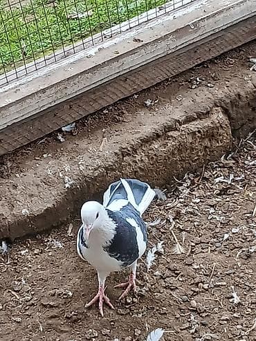 Кошки: Qiymət hamısına aitdir tək təkdə satılır qiymətdə razılaşmaq olar — 5