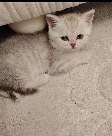 baliq yemi: Britan — 6