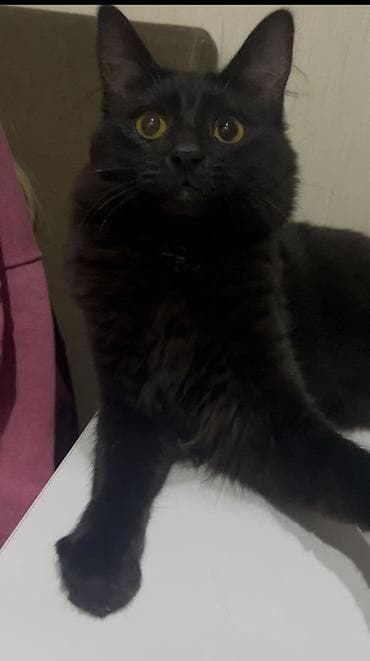 naxcivan heyvan elanlari: Dişi, Yaxşı əllərə — 3