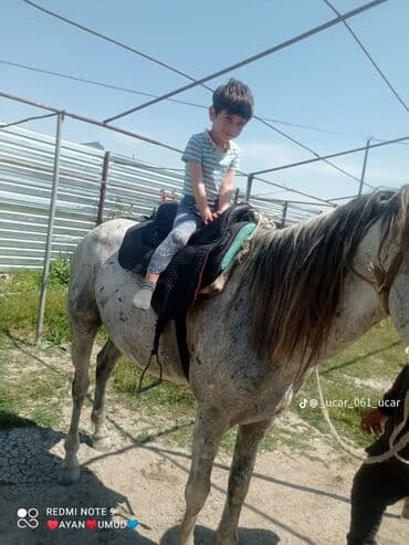 Hinduşka: Erkək, il: 4 — 2