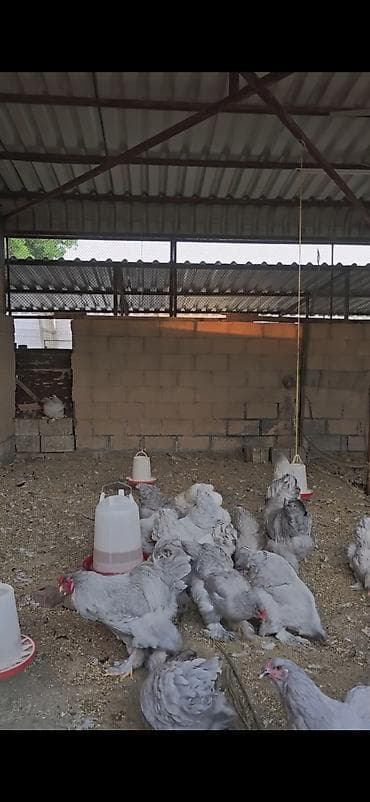 qusarda inek satilir: Boz rəngli Brahma cinsli toyuqlar 10 toyuq 3 xoruz — 2