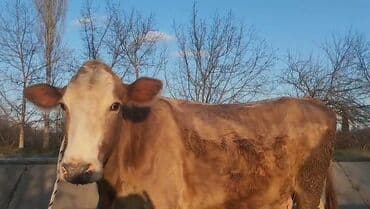 qoyun qiymeti 2022: Dişi, il: 4, Südlük, Ünvandan götürmə — 4