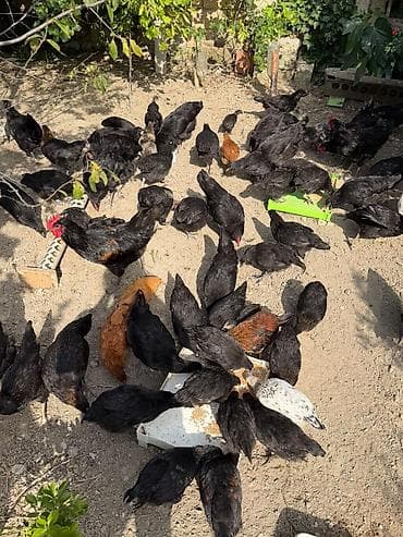eşşək sudu satışı: Ay yarimliqdan 4 ayliqa qeder var. Temiz qan. astrolop toyuqlari — 6